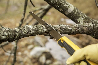 Folding Limb Saw-1